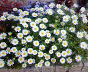 花壇もっこり(<br />
 笑)