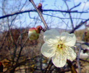 梅開花