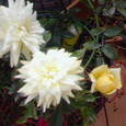 黄→白バラ
