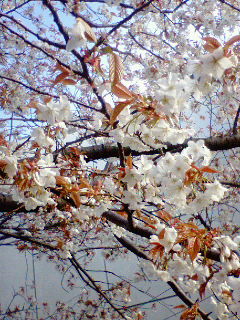 もう桜の季節
