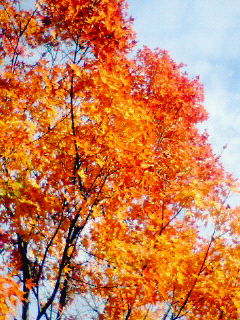 霧島紅葉