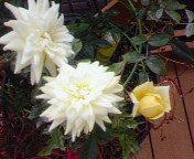 黄→白バラ