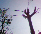 Nec_0229